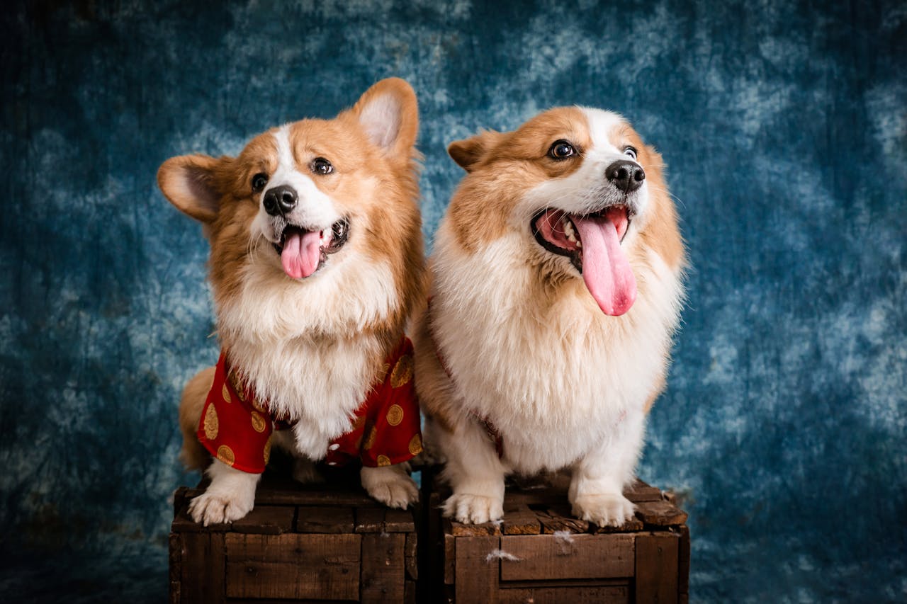 Two cute Pembroke Welsh Corgis posing on wooden crates in a studio setting.