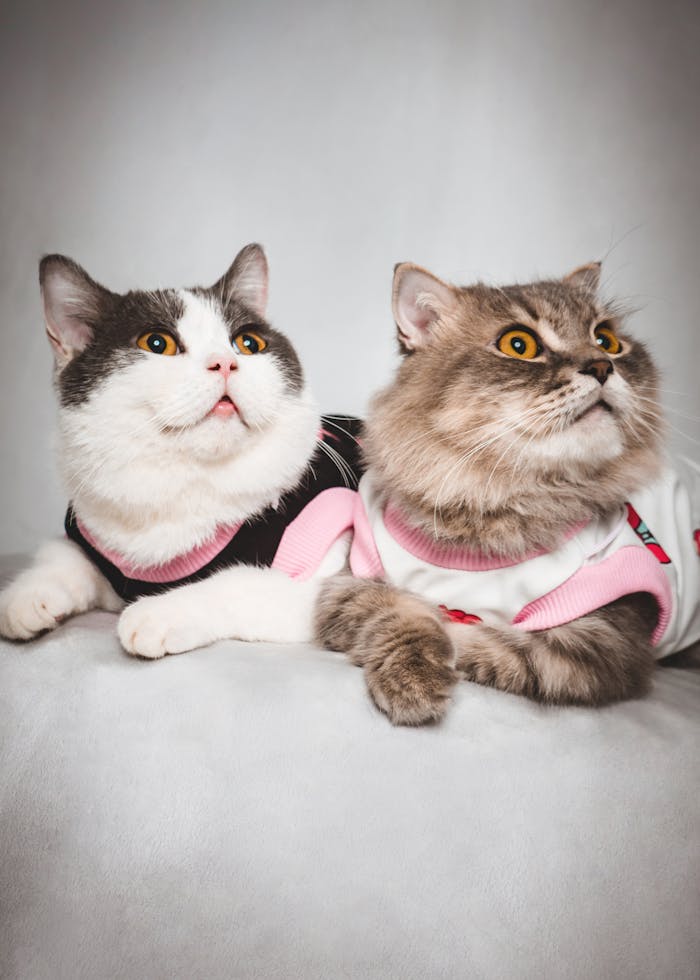 Two cute cats wearing stylish clothes lying down with a white background.