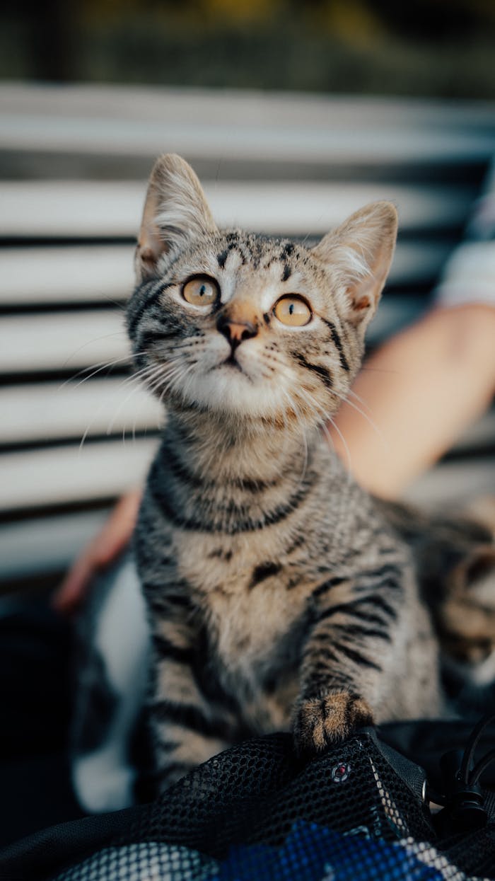 team-04 Cute tabby kitten with expressive eyes sitting on a bench outside, capturing curiosity and innocence.