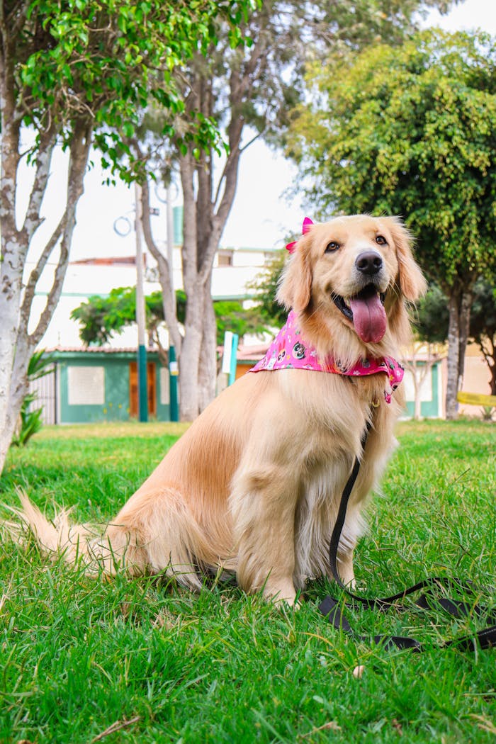 Happy golden retriever wearing a bandana sitting on lush green grass in a sunny park