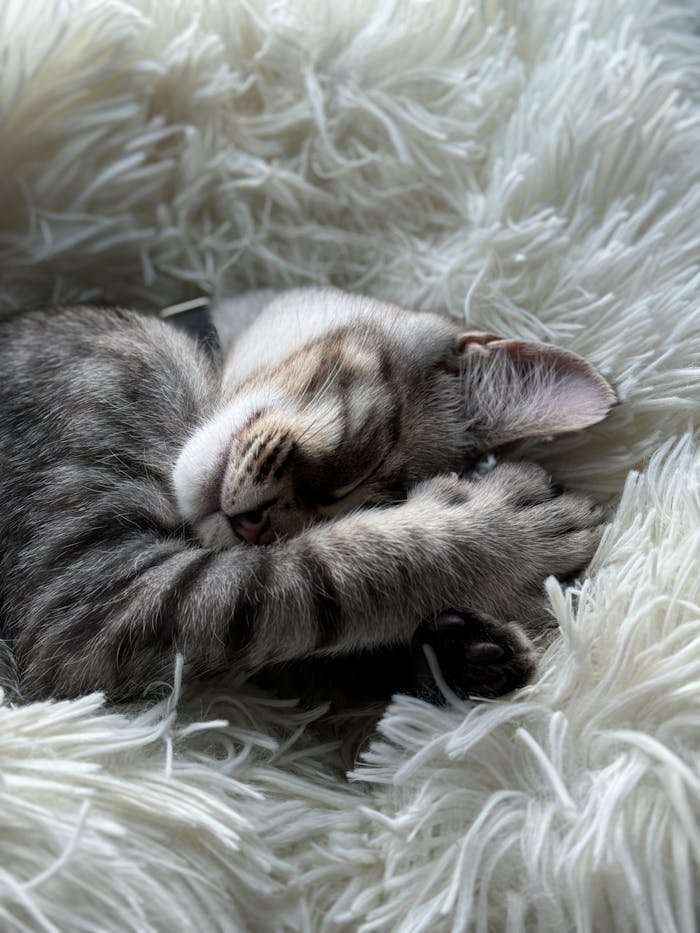 services-04 Adorable tabby kitten peacefully sleeping on a fluffy white blanket. Perfect pet or comfort themed image.