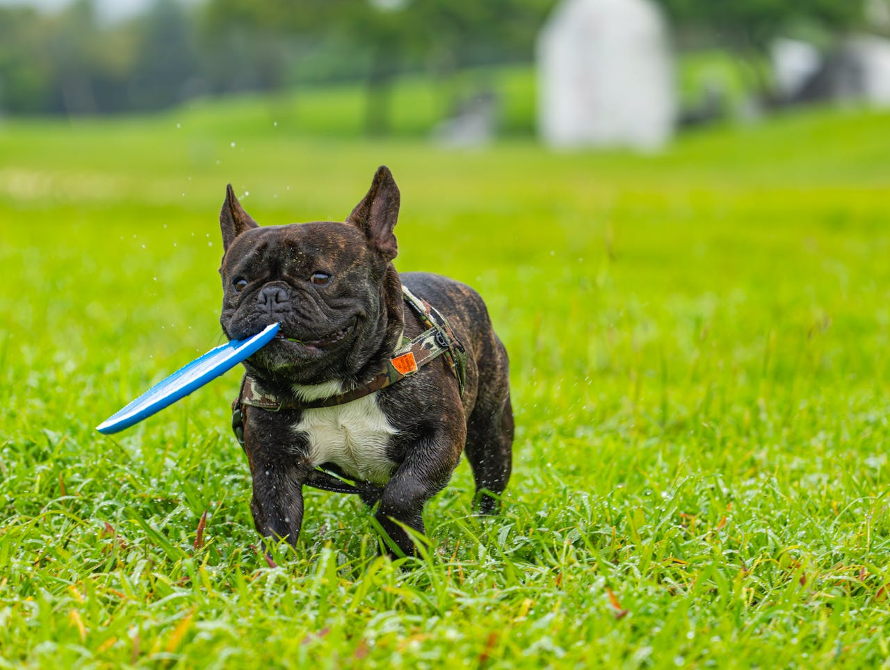 team-02 A joyful French Bulldog with a frisbee in its mouth running on a grassy field.
