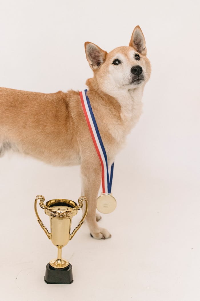 services-03 Clever cute funny dog with medal and golden shiny cup after contest on white background of studio