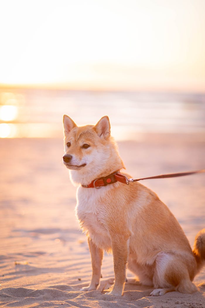 services-01 Charming Shiba Inu dog sitting on the beach during a beautiful sunset.